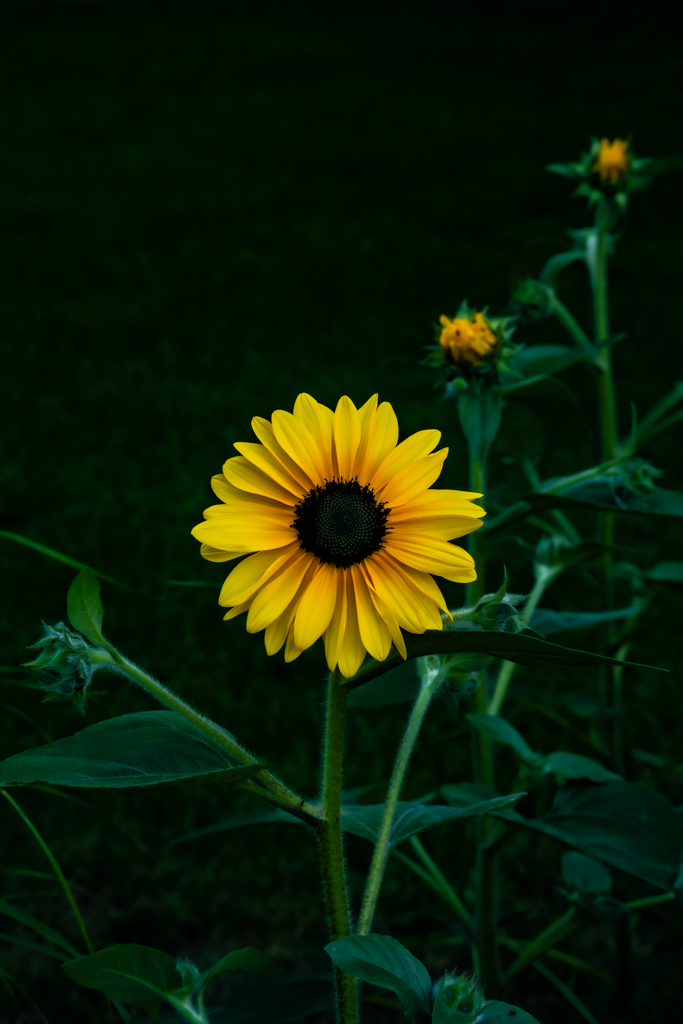 公園のミニひまわり1