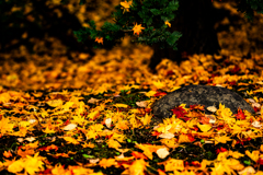 北海道知事公館前庭１