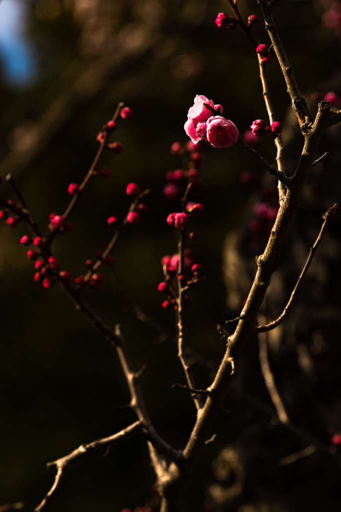 梅の円山公園５