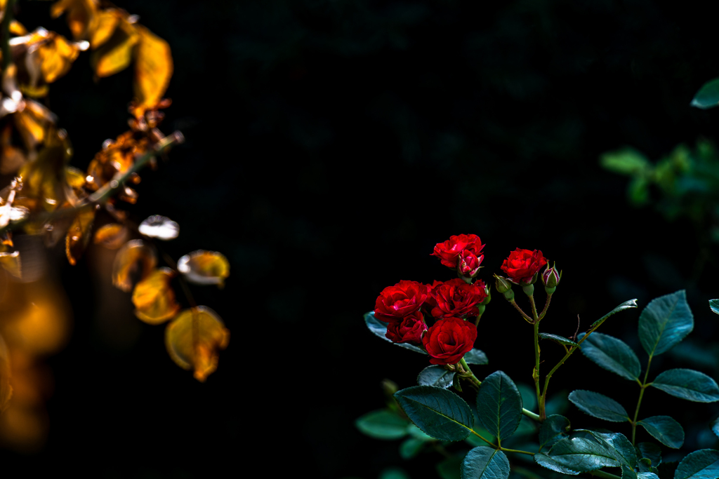 大通公園の花-4