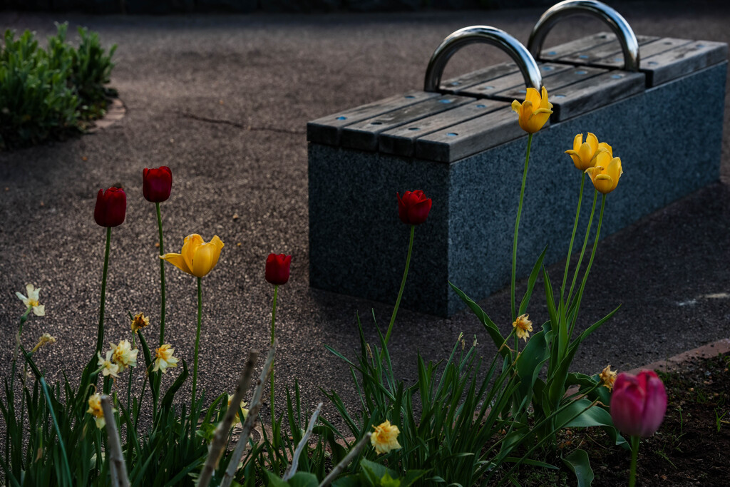花壇わきのベンチ