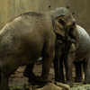 円山動物園４
