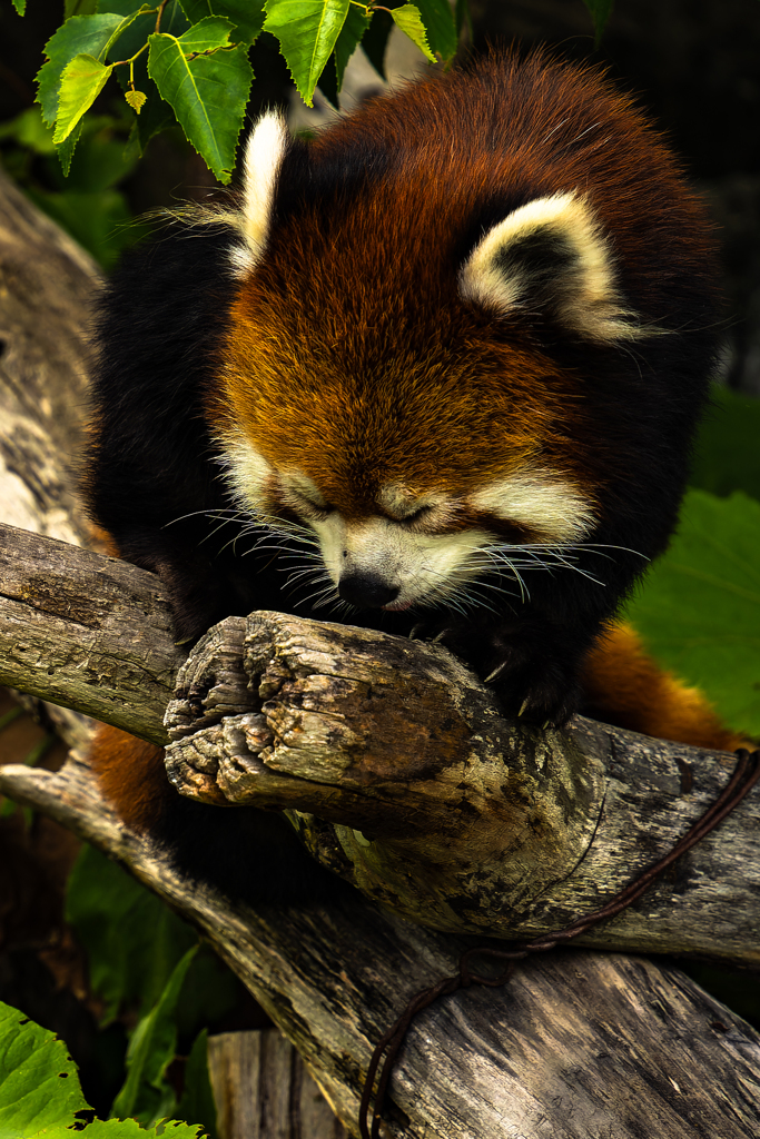 動物園０７０２ー１