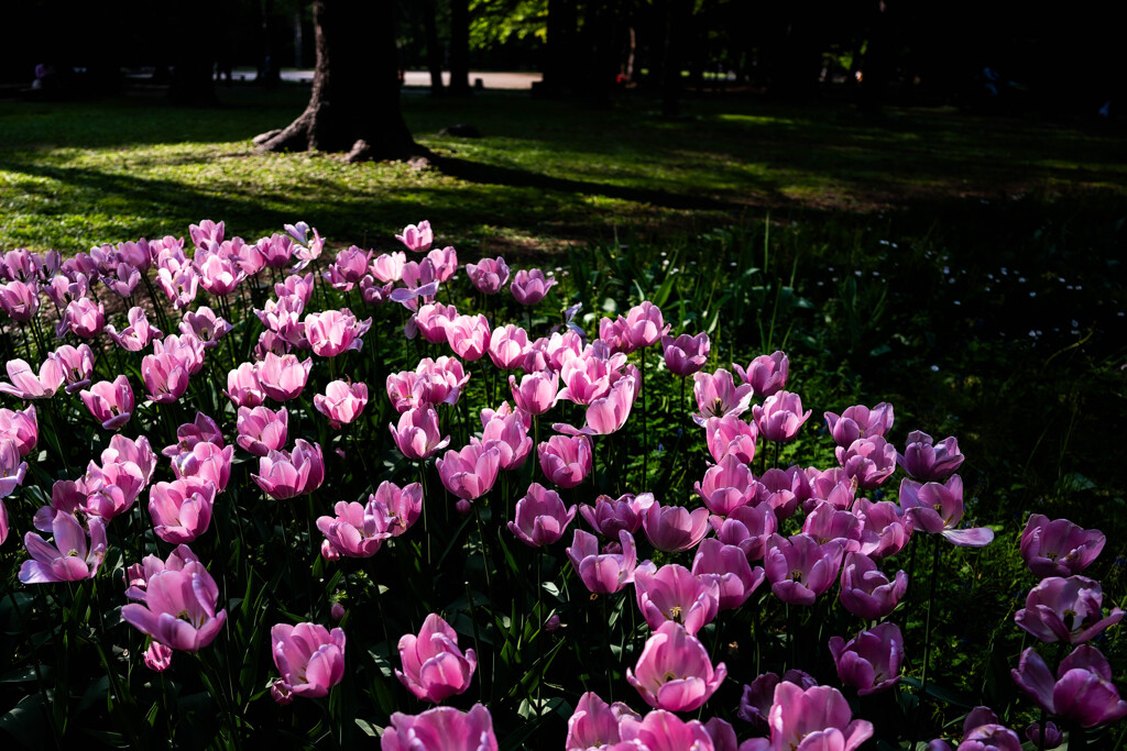 円山公園のチューリップ