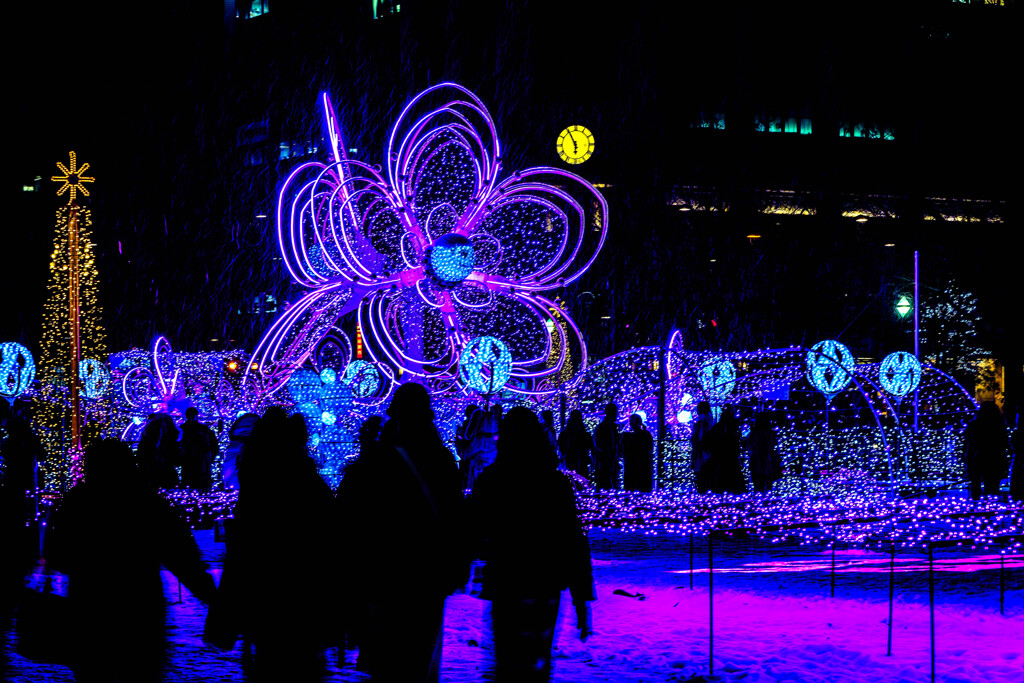 ホワイトイルミネーション6