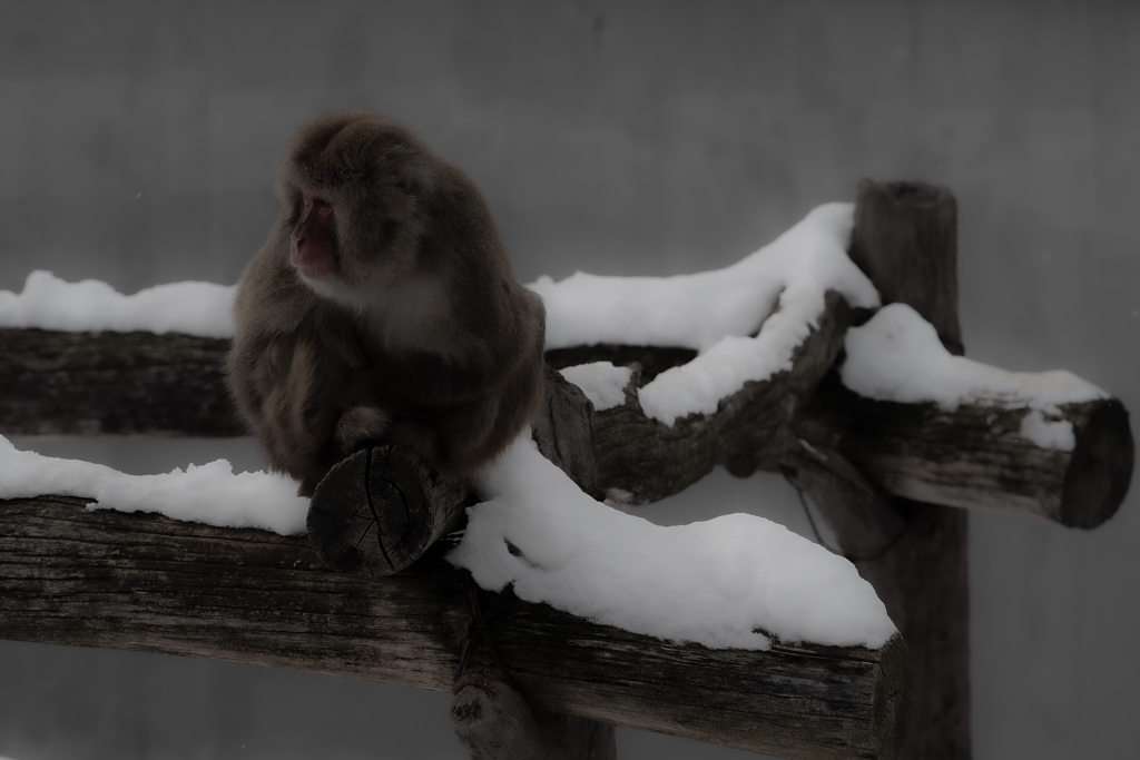 円山のニホンザル