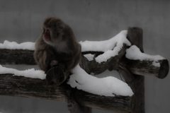 円山のニホンザル