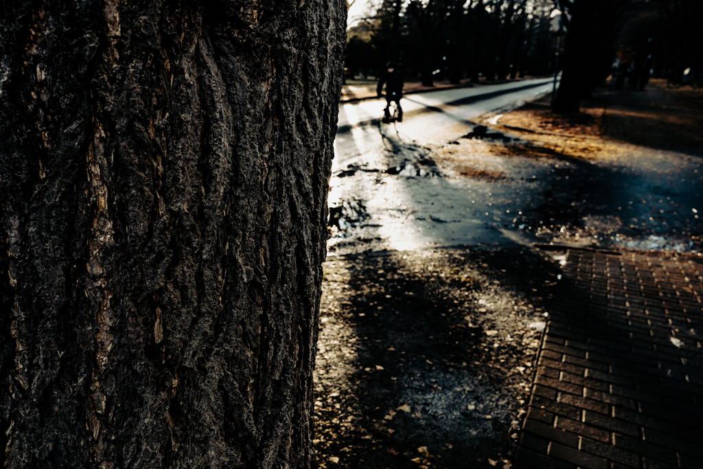 夕日の中を漕ぐ