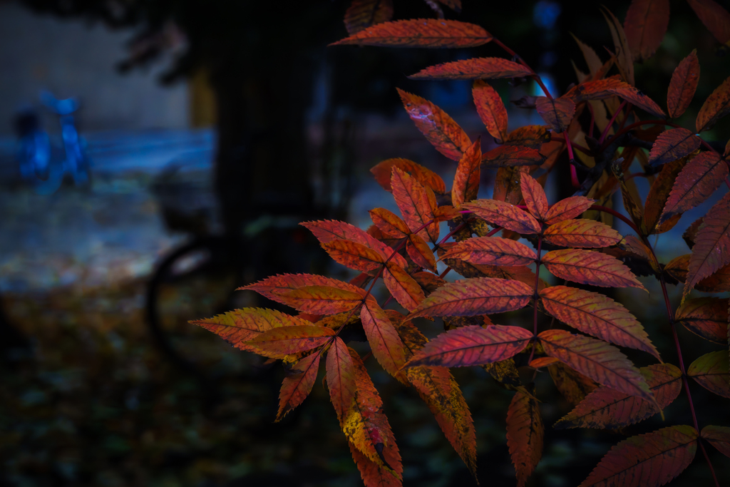 秋(２０２５−11）