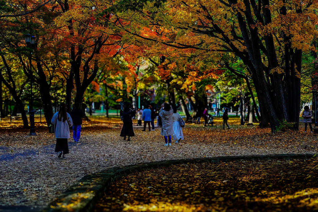 晩秋の円山公園1