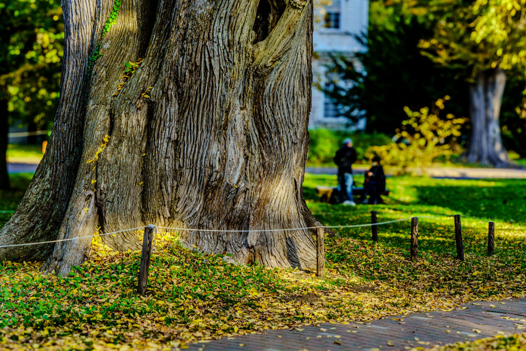 巨木のそばで