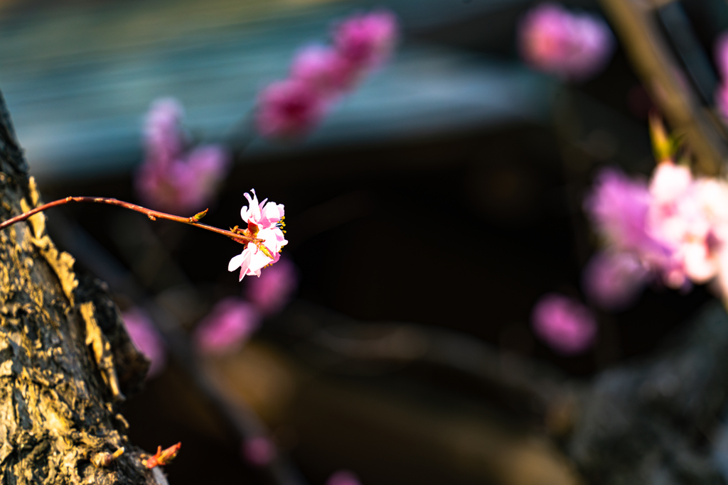 中島公園４−２５ー7