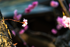 中島公園４−２５ー7