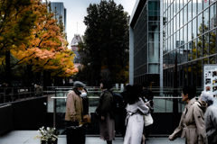 イチョウ並木いろづく