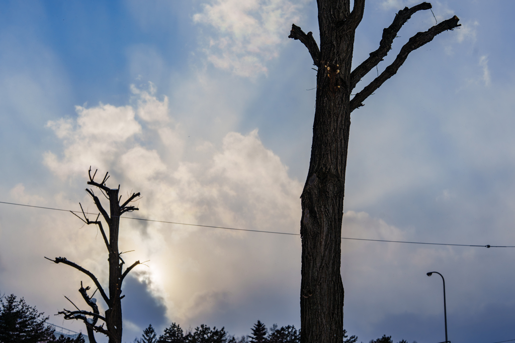 期日前投票の帰り