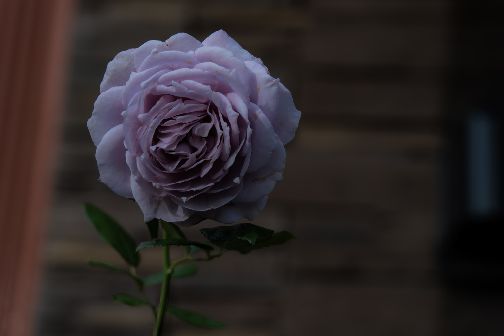 動物病院前のバラ