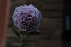 動物病院前のバラ