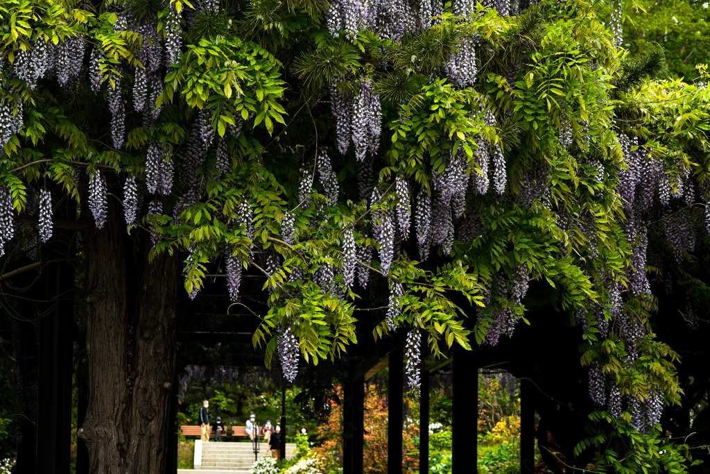 天神山緑地０６０１６８