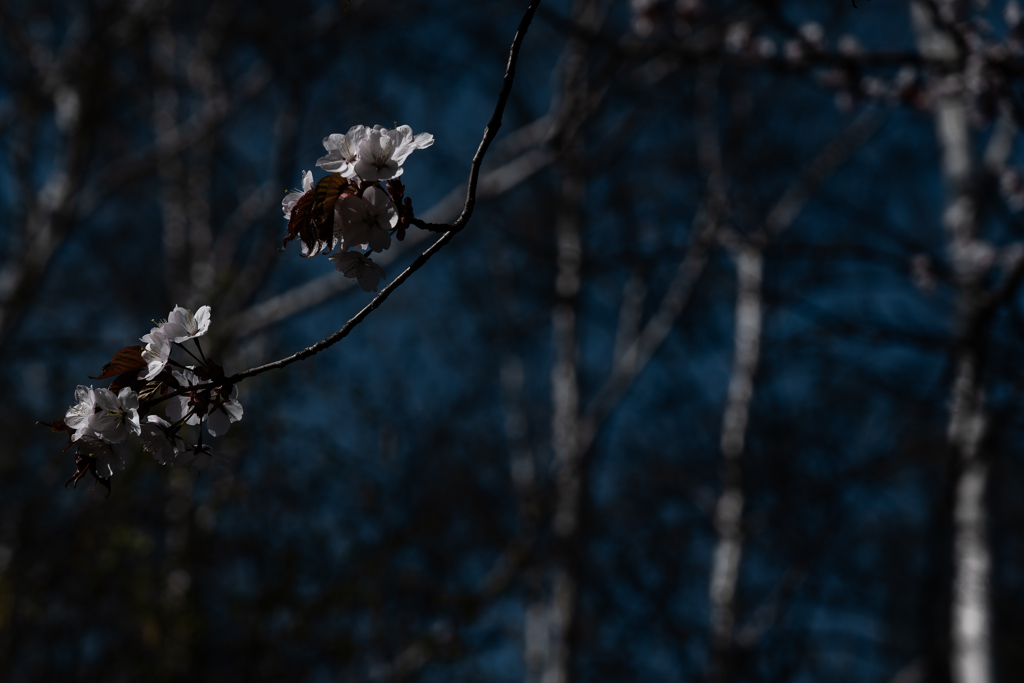 白樺を背景にしてみた
