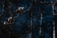 白樺を背景にしてみた