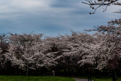 豊平川桜の杜