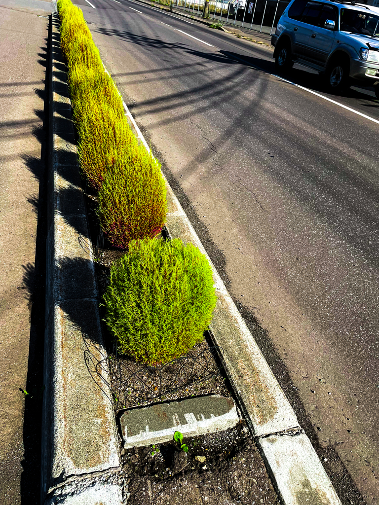 Googleでは、ほうき草