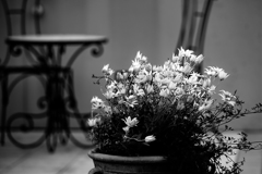 白の花束