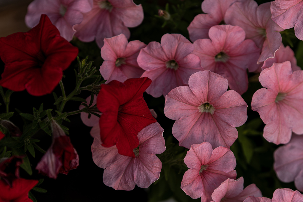 百合が原公園に行ってきた-１