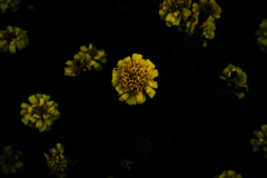 黄色い花たち
