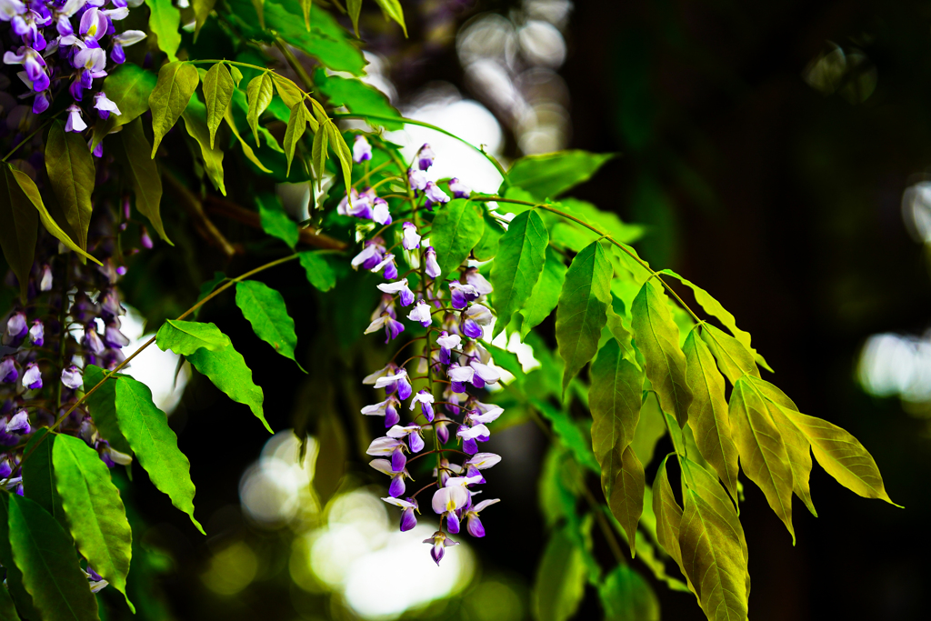 天神山緑地０６０１７
