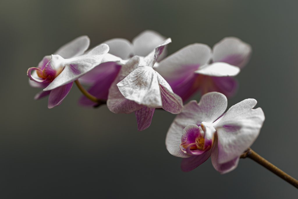 北大植物園０５２６１０