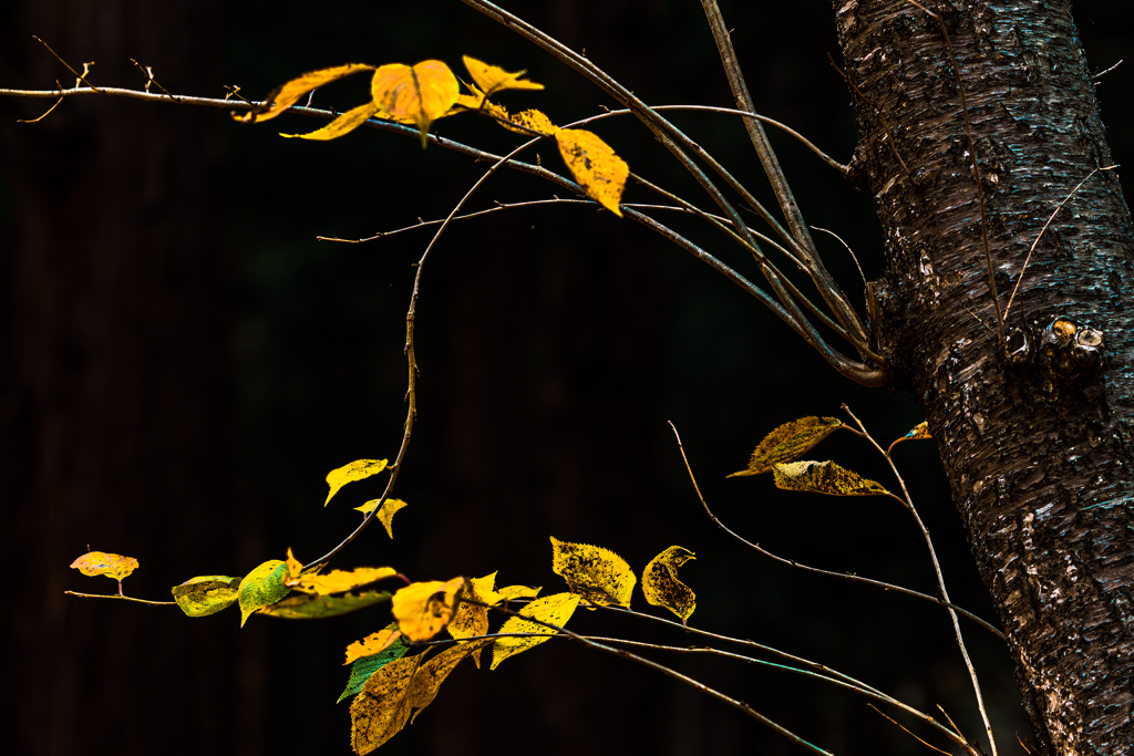 １１月北海道神宮で