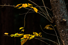 １１月北海道神宮で