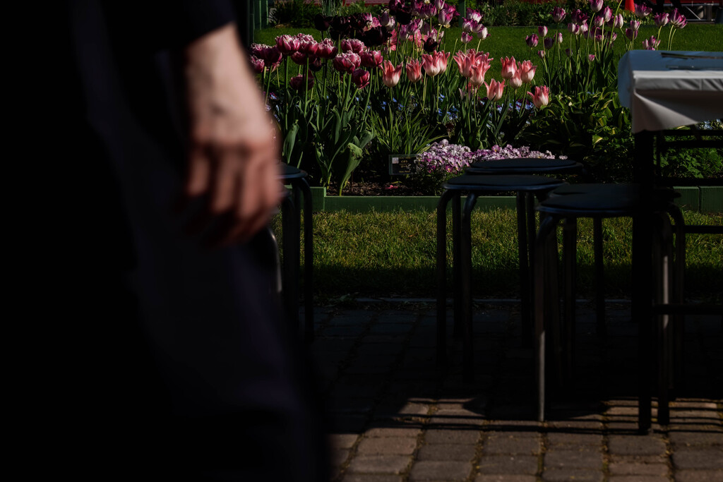 大通公園のチューリップ1