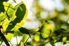 イチョウの葉