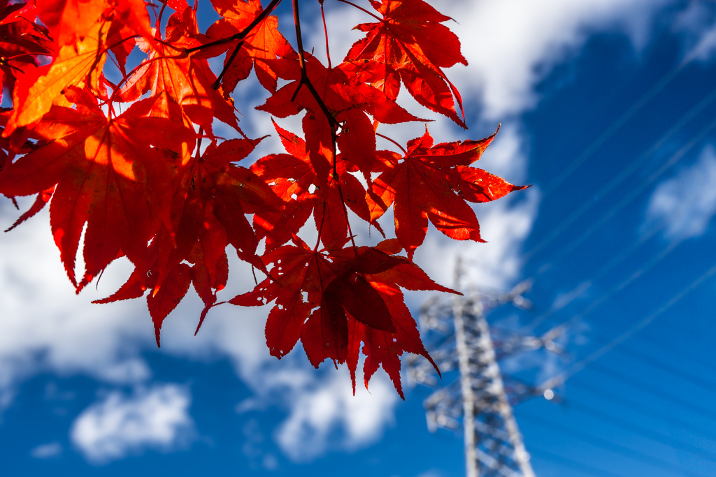 紅葉と鉄塔