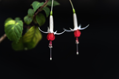 百合が原公園に行ってきた-２