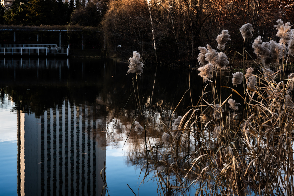 中島公園菖蒲池２