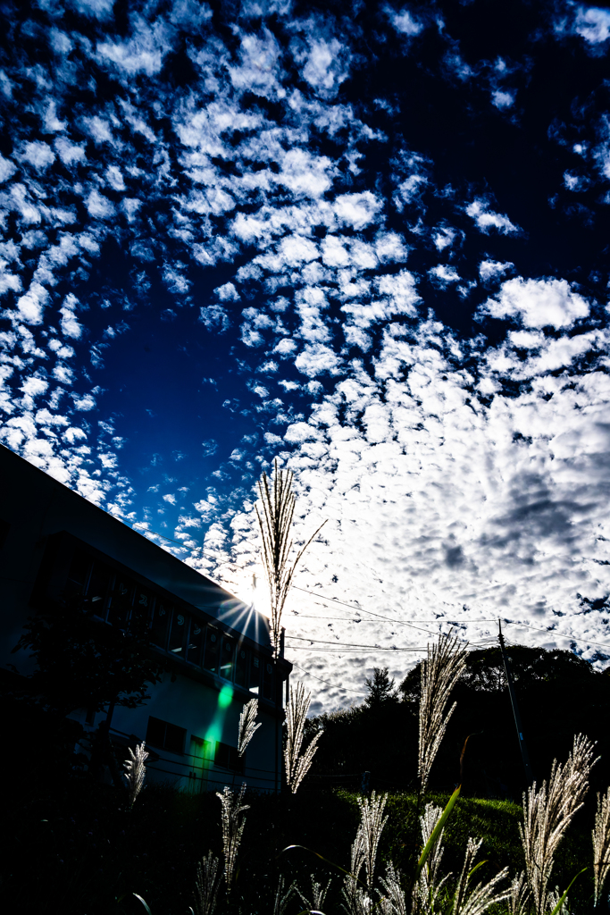 ススキとウロコ雲（そしてジェット気流）