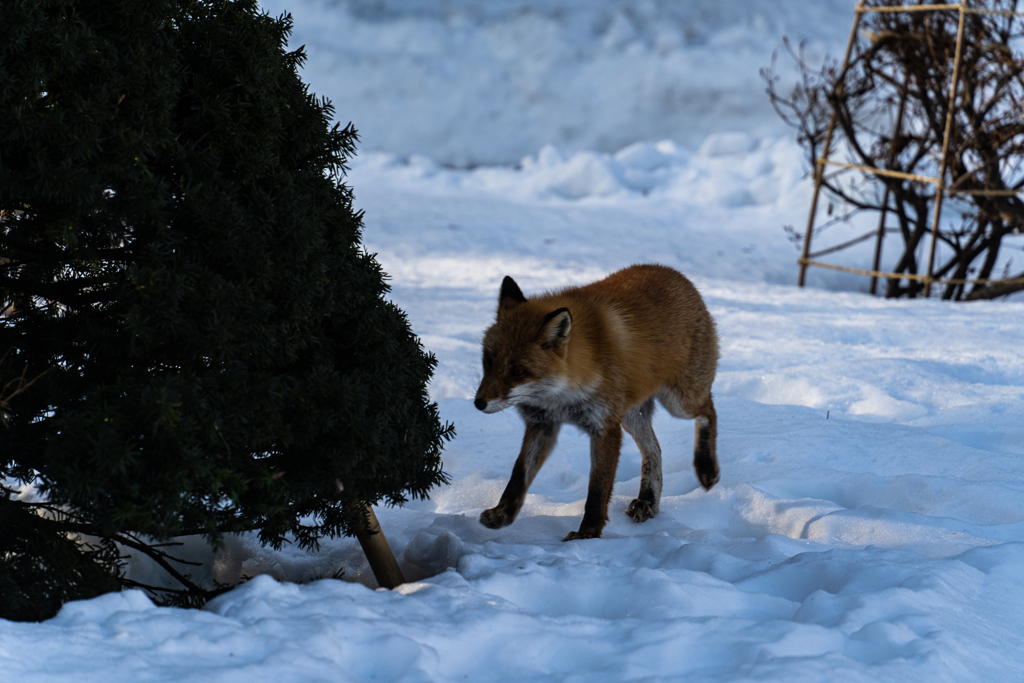 犬ではありません（中島公園）