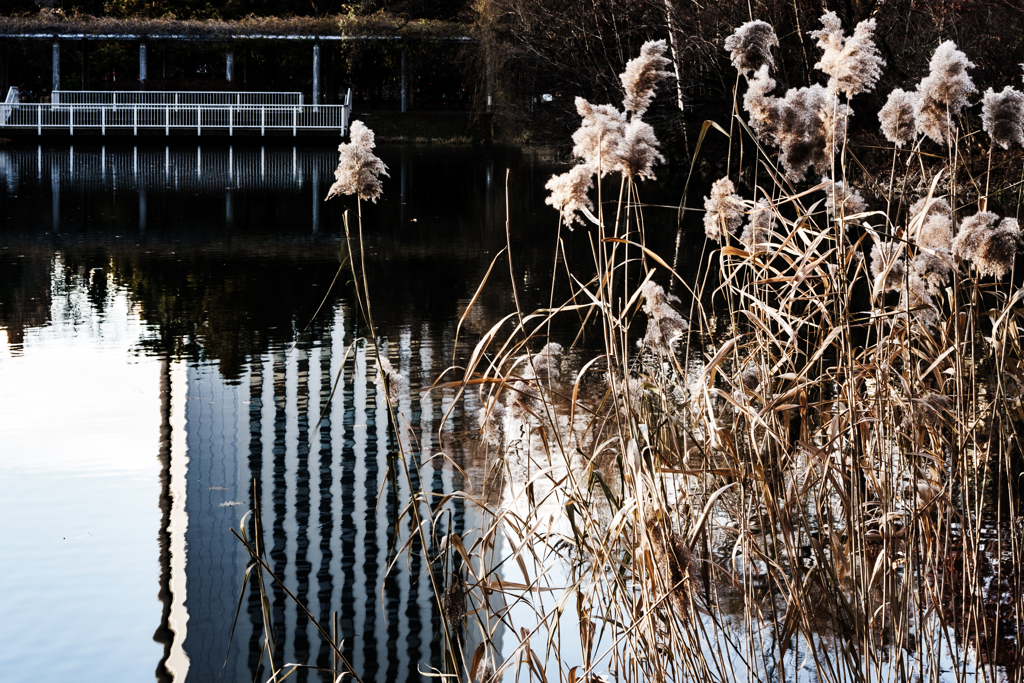 １１月のススキ