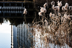 １１月のススキ