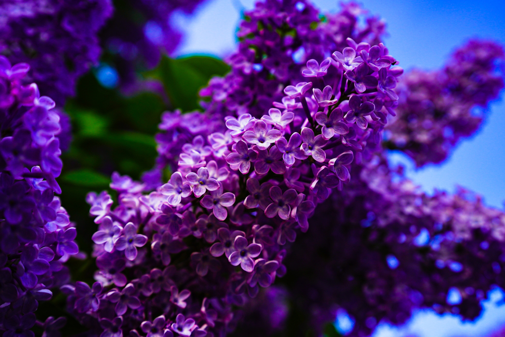 大通公園０５１７−２