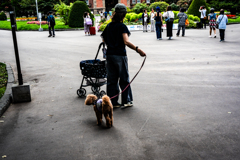 地元民は犬を連れている