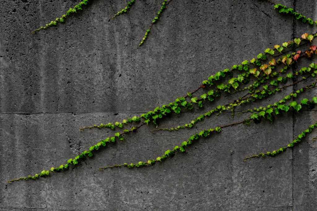ツタにも秋の気配