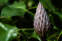 プロテアキナロイデス