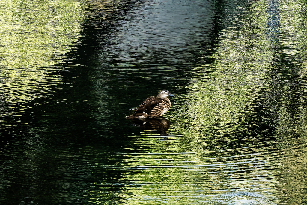 美術館のカモ１