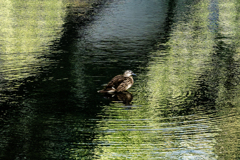 美術館のカモ１
