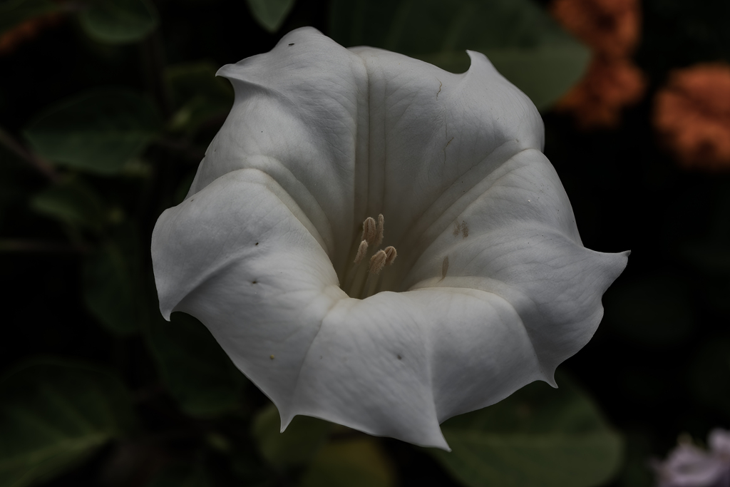 チョウセンアサガオ