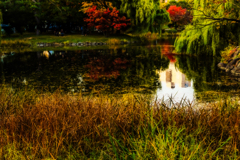 中島公園菖蒲池